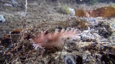 Omurgasızını slug sualtı deniz dibinin Barents Denizi'nin üzerinde.