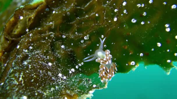 Nudibranchia slak onderwater op de zeebodem van de Barentsz-zee. — Stockvideo
