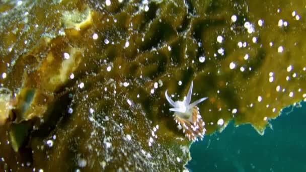 Нудиновый слизняк под водой на дне Баренцева моря . — стоковое видео