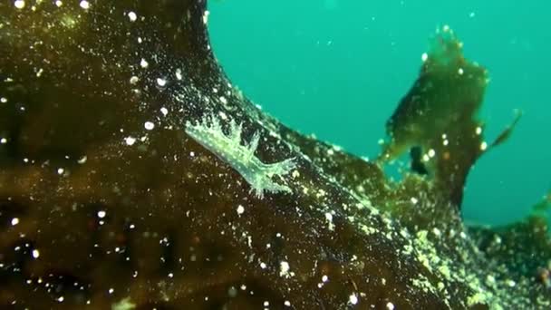 Nudibranch slug underwater on seabed of Barents Sea. — Stock Video