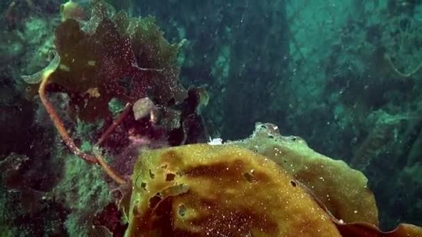 Стеклянная обнаженная пуля под водой на морском дне Баренцева моря . — стоковое видео