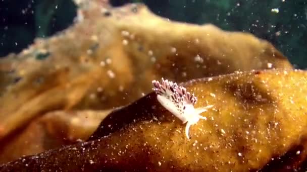 Slug nudibranch de vidro subaquático no fundo do mar de Barents Sea . — Vídeo de Stock