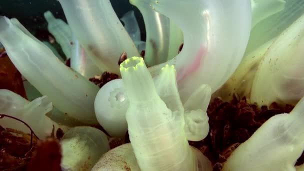 Кластер белых морских губок под водой на дне Баренцева моря . — стоковое видео