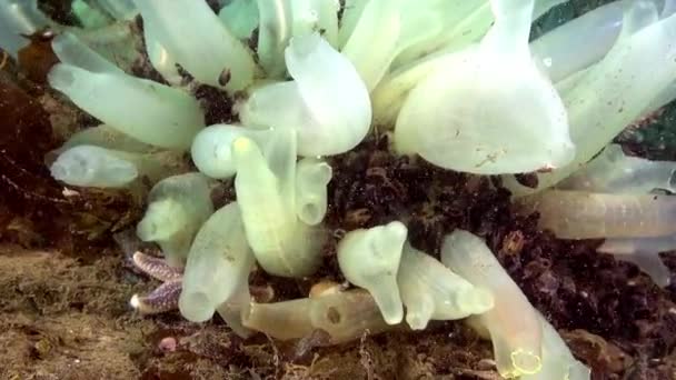 White sea sponges underwater on seabed of Barents Sea. — Stock Video