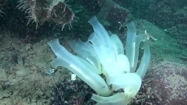 Белые морские губки под водой на дне Баренцева моря . — стоковое видео