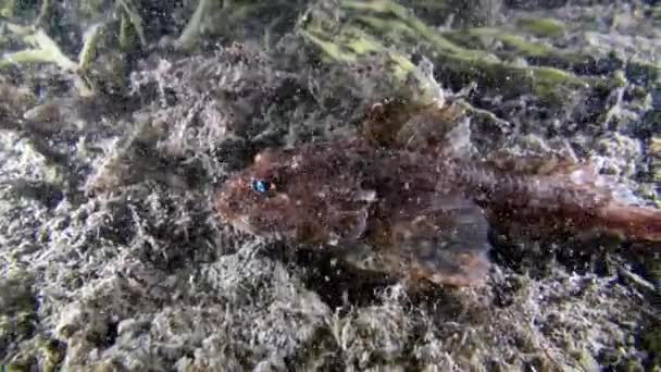 在巴伦支海海床海底的鱼. — 图库视频影像