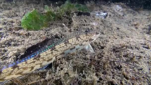 Onderwater op de zeebodem van de Barentsz-zee vissen. — Stockvideo