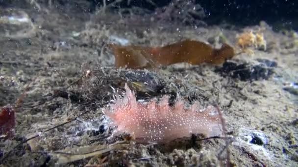 Nudibranch slug underwater on seabed of Barents Sea. — Stock Video