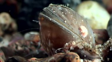 Deniz tarak kabuklu deniz hayvanı kabuğu kabuklu istiridye yakın çekim sualtı deniz yatağı üzerinde.