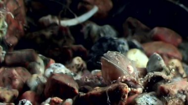 Deniz tarak kabuklu deniz hayvanı kabuğu kabuklu istiridye yakın çekim sualtı deniz yatağı üzerinde.