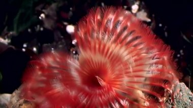 Parlak kırmızı deniz halkalı solucanları solucan makro su altında beyaz deniz dibinin üzerinde.