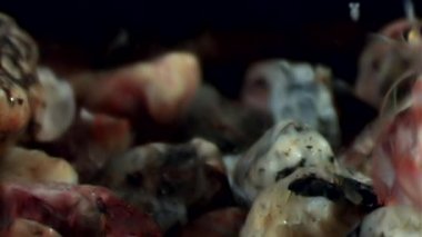 Gıda sualtı deniz dibinin beyaz deniz Rusya'nın arayışı içinde maskeli cam karides.