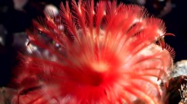 Parlak kırmızı Potamilla reniformis makro su altında beyaz deniz dibinin üzerinde.