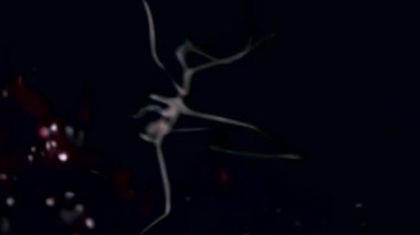 Deniz örümcek yakın çekim su altında siyah arka plan üzerinde beyaz deniz deniz dibinin.