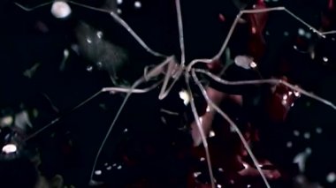 Deniz örümcek yakın çekim su altında siyah arka plan üzerinde beyaz deniz deniz dibinin.