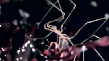 Deniz Deniz örümcekleri yakın çekim su altında siyah arka plan dibinin üzerinde.