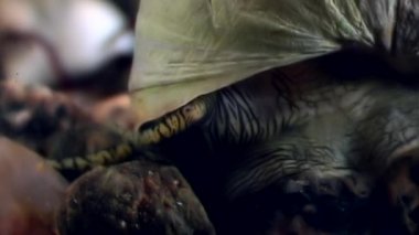 Deniz deniz salyangoz yakın çekim su altında beyaz deniz dibinin.