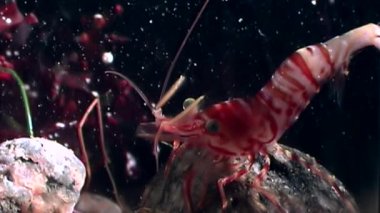 Kırmızı karides yemek sualtı deniz dibinin beyaz deniz Rusya'nın arayışı içinde maskeli.