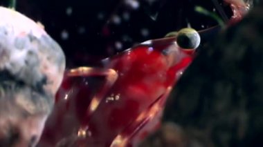 Beyaz Deniz yiyecek aramaya sualtı maskeli gözleri kırmızı karides kapat.