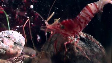 Kırmızı karides yemek sualtı deniz dibinin beyaz deniz Rusya'nın arayışı içinde maskeli.