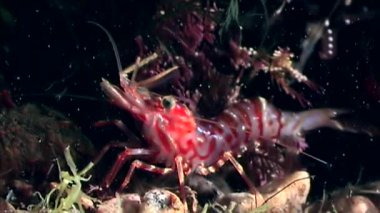 Kırmızı karides yemek sualtı deniz dibinin beyaz deniz Rusya'nın arayışı içinde maskeli.