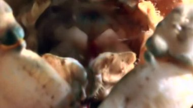 Yengeç yemek karides su altında beyaz deniz Rusya dibinin üzerinde kapat.