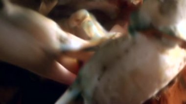 Yengeç karides beyaz deniz Rusya'nın sualtı deniz dibinin pençeleri.