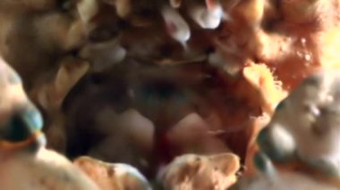 Yengeç karides beyaz deniz Rusya'nın sualtı deniz dibinin pençeleri.