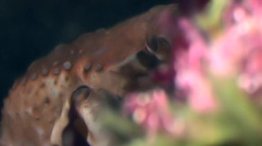 Yengeç hios su altında beyaz deniz Rusya'nın deniz yatağı üzerinde yiyecek bulmak.