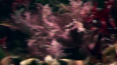 Yengeç hios su altında beyaz deniz Rusya'nın deniz yatağı üzerinde yiyecek bulmak.