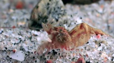 Kırmızı karides yemek sualtı deniz dibinin beyaz deniz Rusya'nın arayışı içinde maskeli.