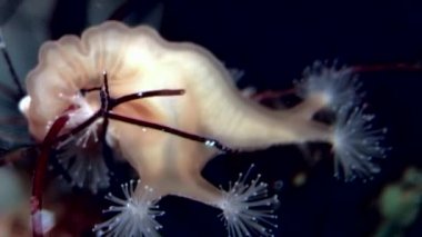 Lucernaria quadricornis yakalar ve Caprella su altında beyaz deniz yiyor