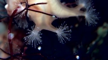 Lucernaria quadricornis yakalar ve Caprella su altında beyaz deniz yiyor