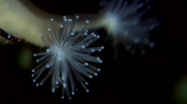 Lucernaria quadricornis su altında beyaz deniz.