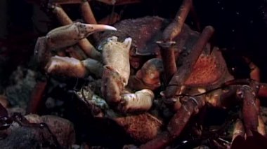 Yengeç hios su altında beyaz deniz Rusya'nın deniz yatağı üzerinde yiyecek bulmak.