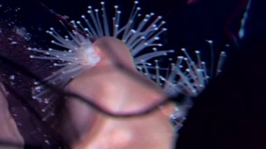 Lucernaria quadricornis su altında beyaz deniz.