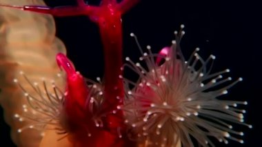 Lucernaria quadricornis yakalar ve deniz keçi sualtı Caprella Ws içinde yiyor.