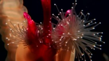 Lucernaria quadricornis yakalar ve deniz keçi sualtı Caprella Ws içinde yiyor.