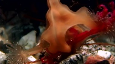 Lucernaria quadricornis yakalar ve deniz keçi sualtı Caprella Ws içinde yiyor.