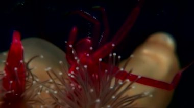 Lucernaria quadricornis yakalar ve deniz keçi sualtı Caprella Ws içinde yiyor.