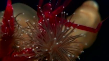 Lucernaria quadricornis yakalar ve deniz keçi sualtı Caprella Ws içinde yiyor.