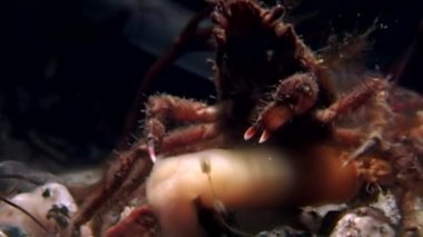 Yengeç hios su altında beyaz deniz Rusya'nın deniz yatağı üzerinde yiyecek bulmak.