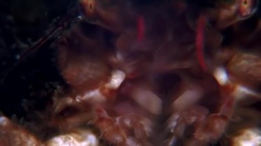 Yengeç hios su altında beyaz deniz Rusya'nın deniz yatağı üzerinde yiyecek bulmak.