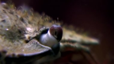 Yengeç gözler portre su altında beyaz deniz Rusya'nın deniz yatağı üzerinde.