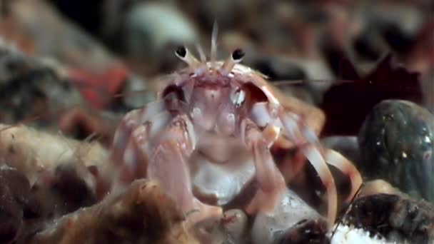 Krab pustelnik rak, pod wodą w poszukiwaniu żywności na dnie morza białego. — Wideo stockowe