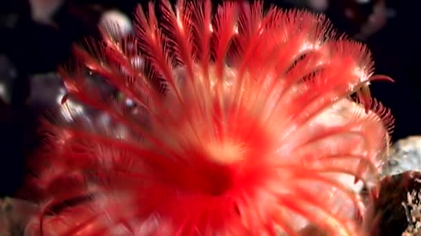 Potamilla reniformis macro rouge vif sous-marin sur les fonds marins de la mer Blanche .