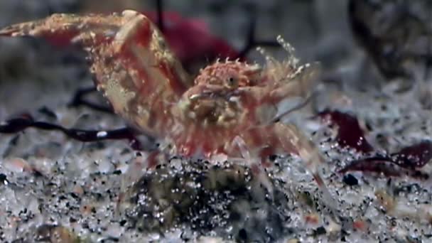 Červené krevety maskovány při hledání potravin podvodním mořského dna bílé moře.