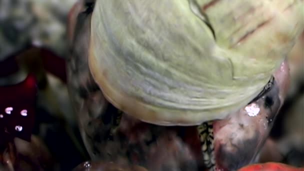 Tengeri tengeri csiga közelről víz alatti tengerfenék fehér-tenger. — Stock videók