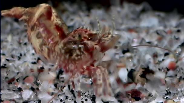 Червоний креветки, замаскований в пошуках їжі підводних скляні дна біле море. — стокове відео