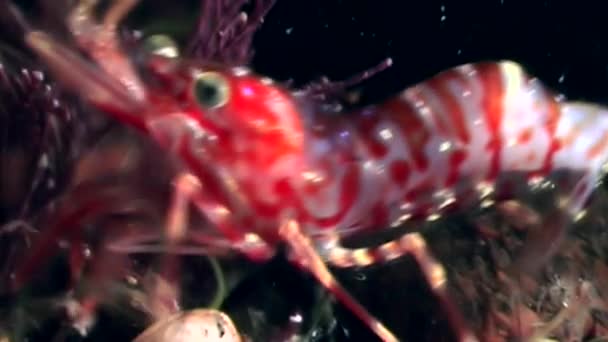 Červené krevety maskovány při hledání potravin pod vodou mořské dno z Bílého moře Rusko. — Stock video